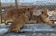 チベット高原でライオン赤ちゃん3頭の繁殖・飼育に成功