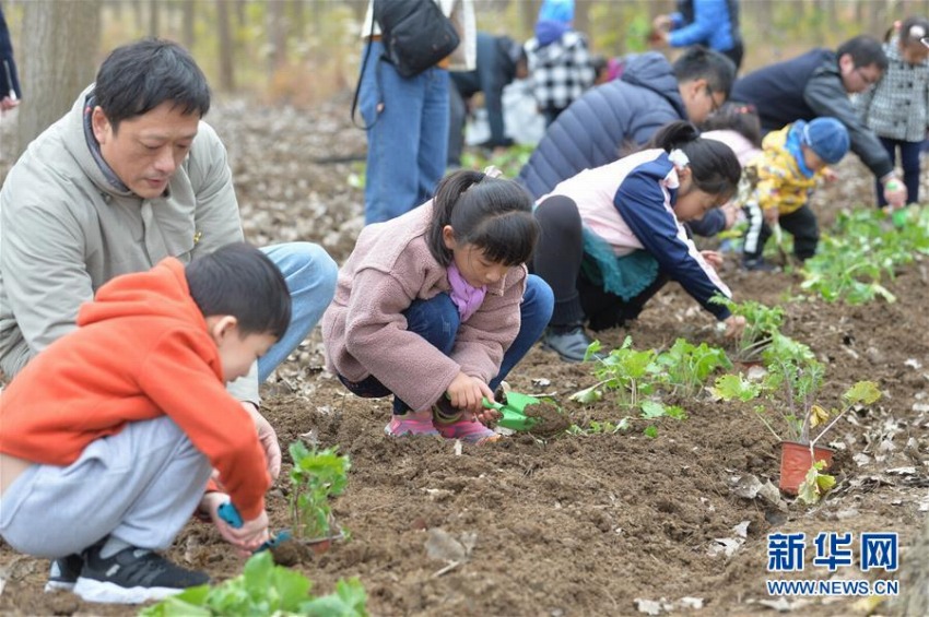 オオアラセイトウを植えて平和の花壇作るイベント　南京市