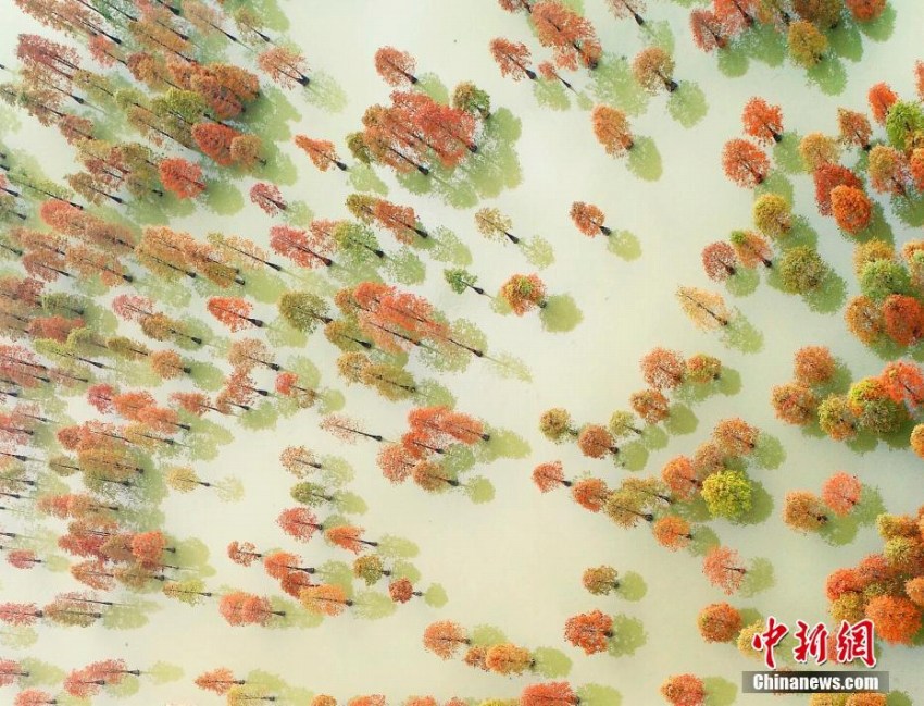 水上の森林で紅葉が見頃に　安徽省廬江県