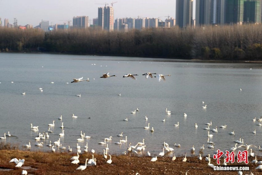 数千羽のハクチョウが河南省三門峡市の湖に飛来