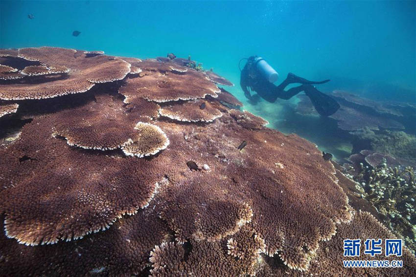 サンゴ保護員の義務担うダイビングインストラクター　海南省