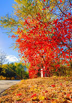 北京郊外の美しい秋景色を堪能