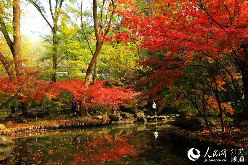 赤く色づいた楓が壮観　南京・棲霞山
