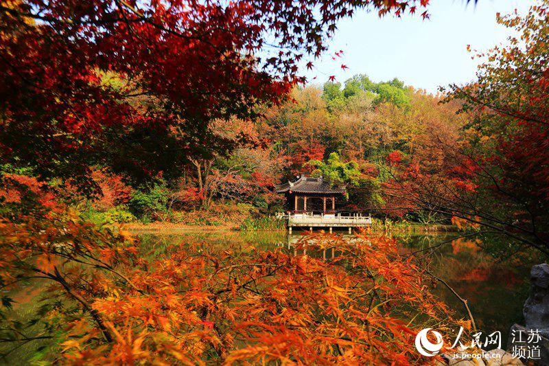 赤く色づいた楓が壮観　南京・棲霞山