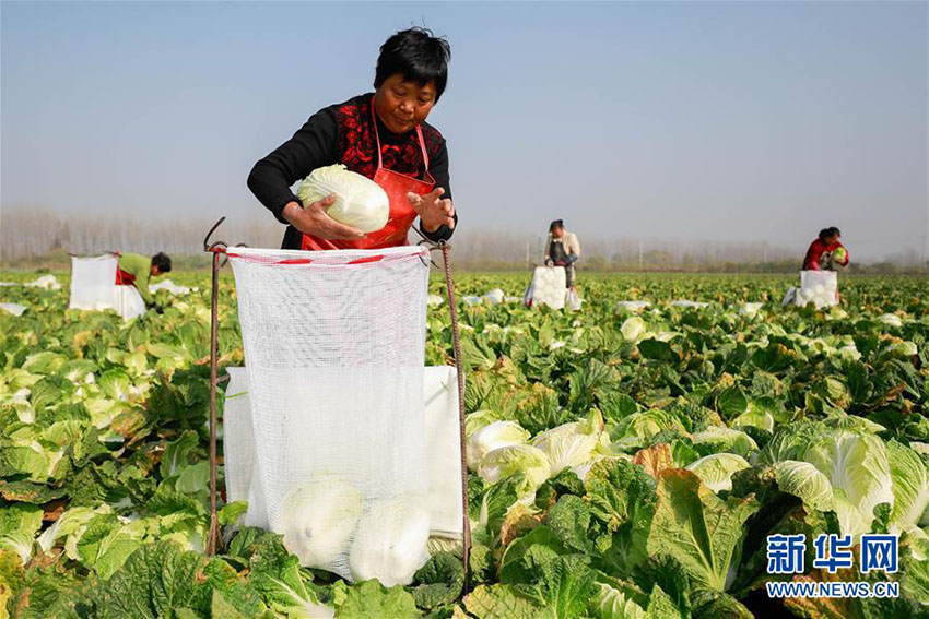 淮安市クイ県で海外輸出用の白菜の出荷作業ピーク　江蘇省