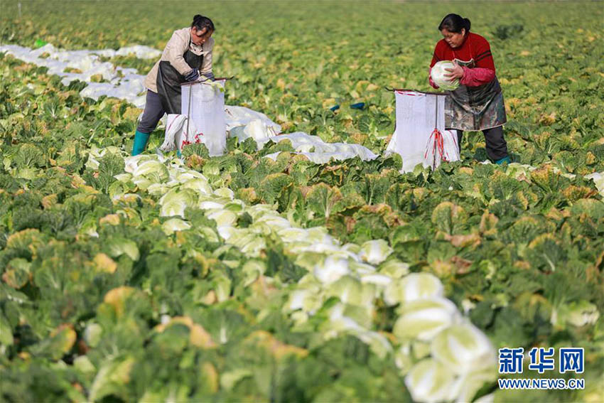 淮安市クイ県で海外輸出用の白菜の出荷作業ピーク　江蘇省