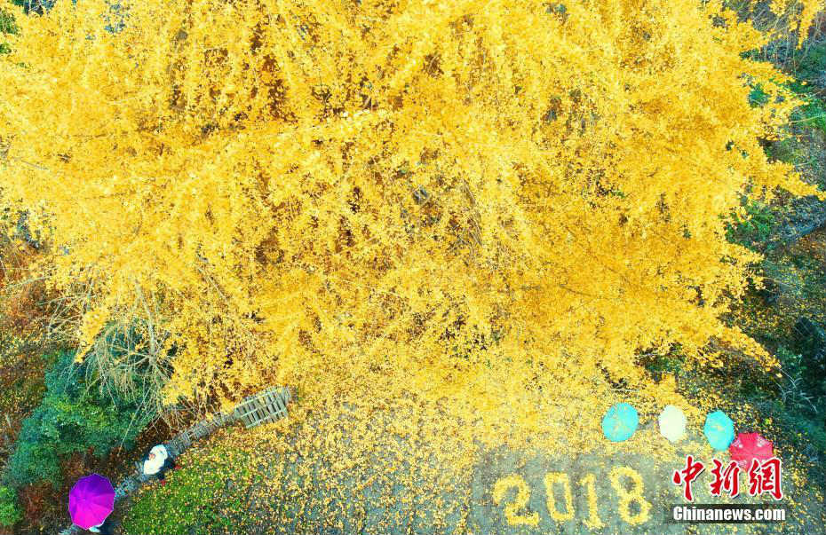 黄金の甲冑まとったような輝き見せる樹齢1300年のイチョウ　江西省