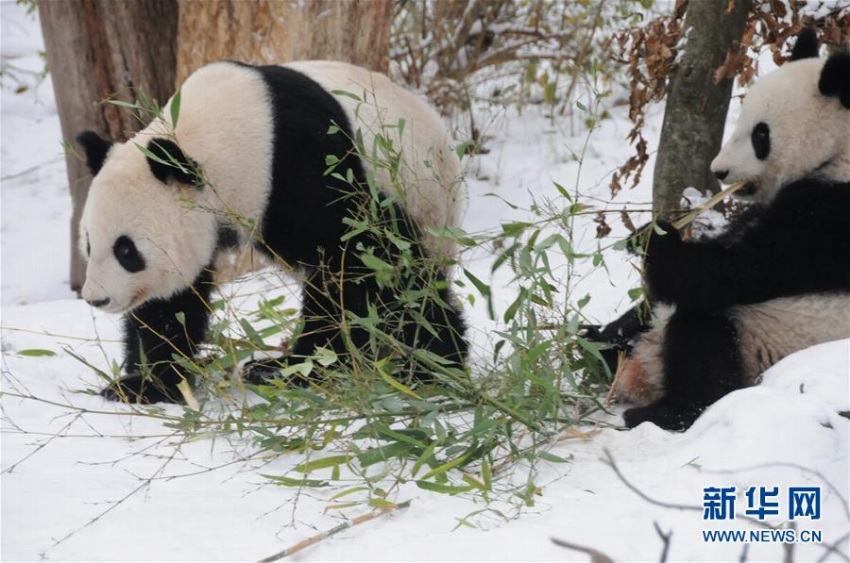 オーストリア生まれの双子パンダが中国に帰国
