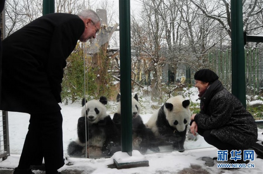 オーストリア生まれの双子パンダが中国に帰国