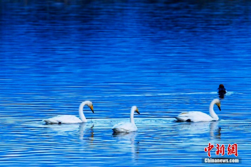 黄河の岸辺に越冬の白鳥の群れ　青海省　