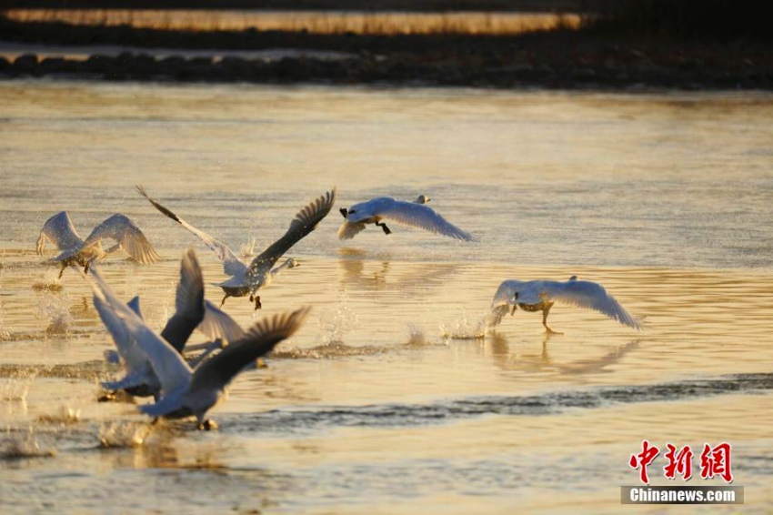 黄河の岸辺に越冬の白鳥の群れ　青海省　