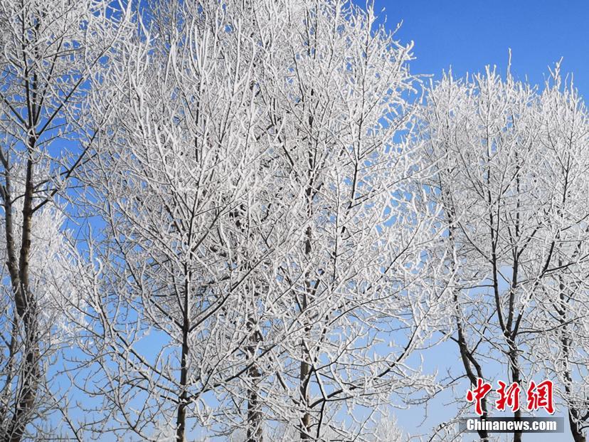青海省海東市で樹氷　童話ような光景広がる