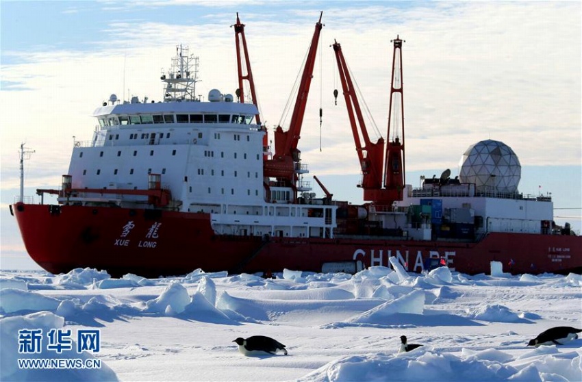 極地観測船「雪竜号」を囲む好奇心いっぱいのペンギンたち