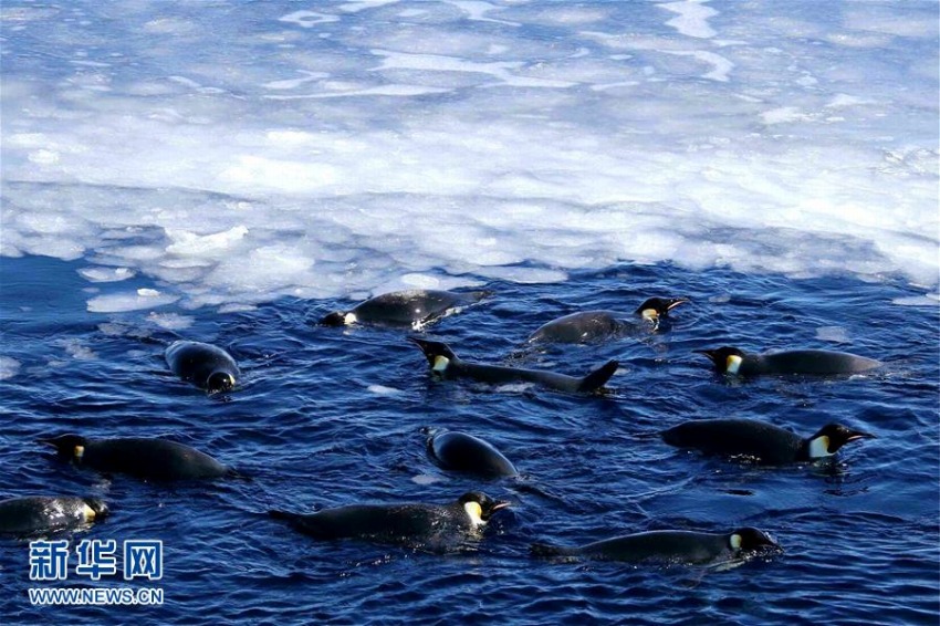 極地観測船「雪竜号」を囲む好奇心いっぱいのペンギンたち