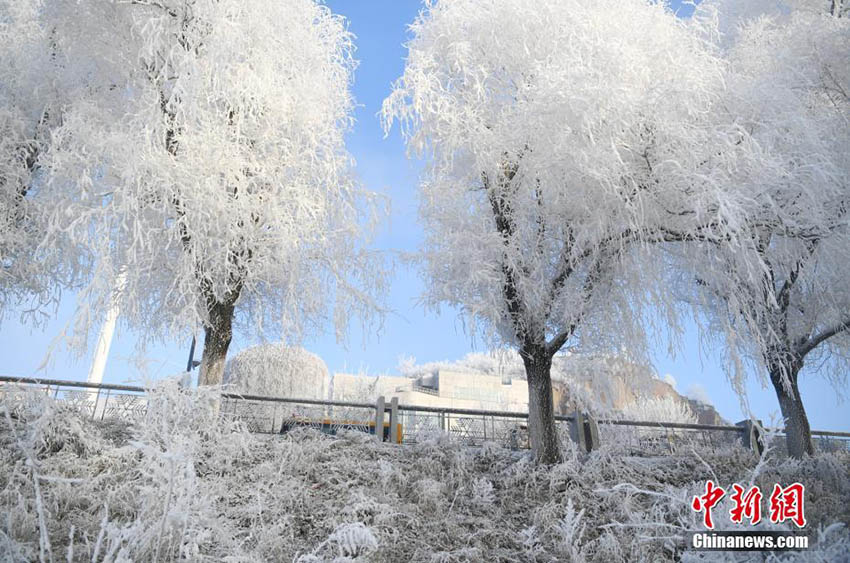松花江ほとりに「5つ星」級の樹氷現る　吉林省