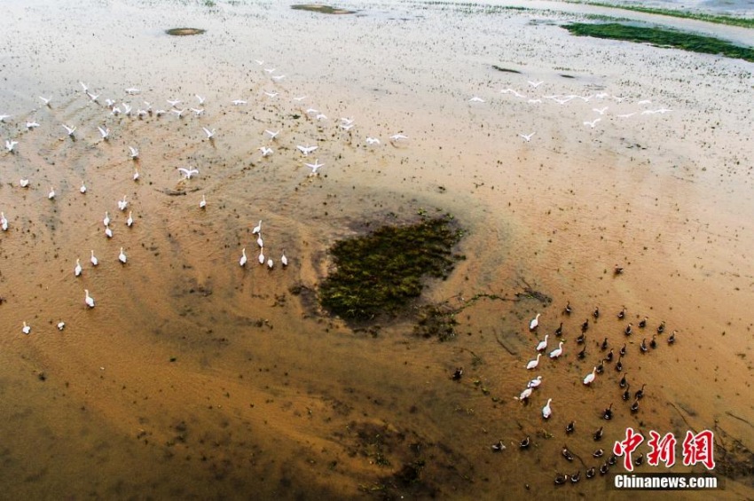 渡り鳥が越冬のために数多くやってくる中国最大の淡水湖　江西省