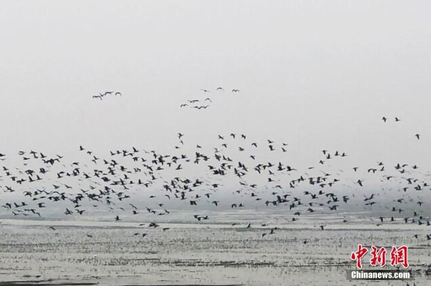 渡り鳥が越冬のために数多くやってくる中国最大の淡水湖　江西省