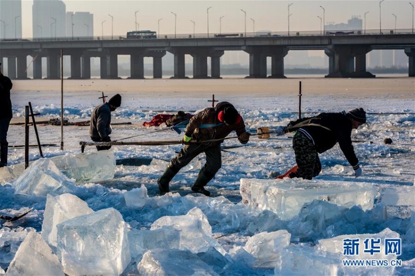 松花江で氷像づくりなどに使われる氷を採取　黒竜江省