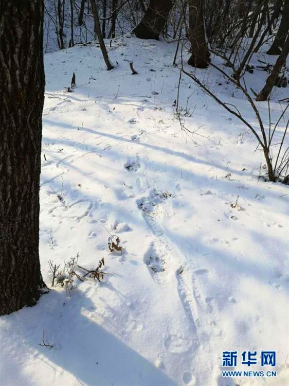吉林省舒蘭市で野生のシベリアトラのものと思しき足跡発見