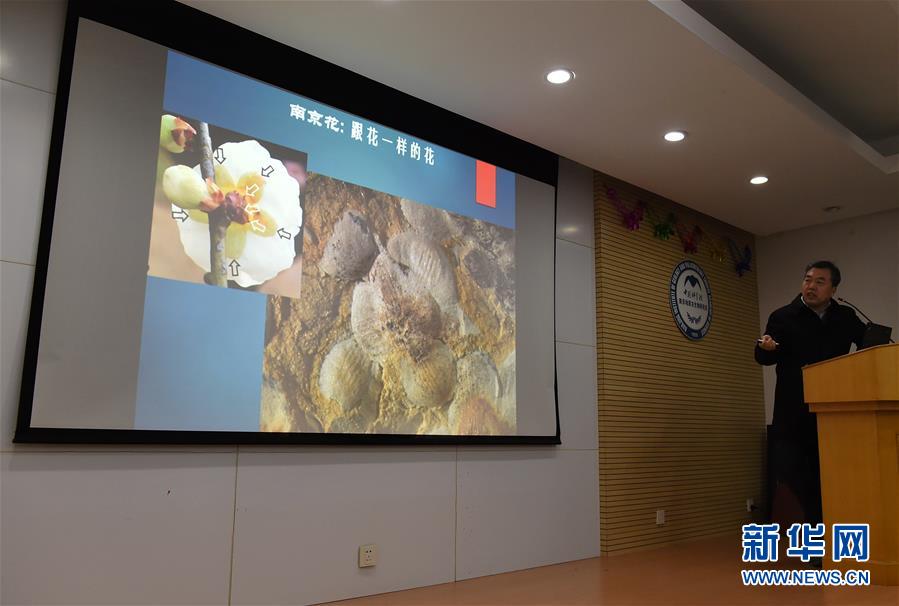 世界最古の花の化石、南京で発見