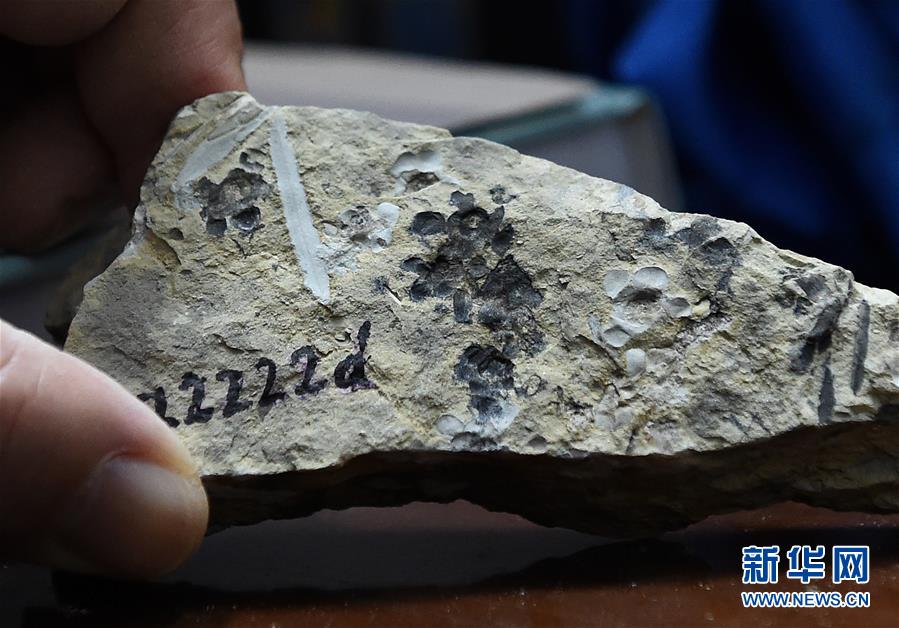 世界最古の花の化石、南京で発見
