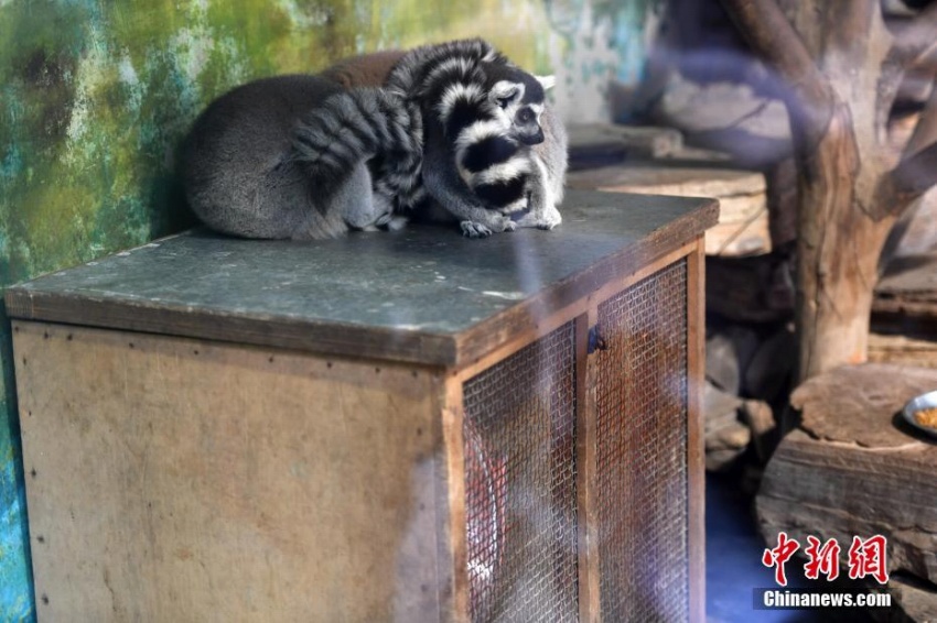 成都動物園が動物たちの寒さ対策に暖房設備　四川省