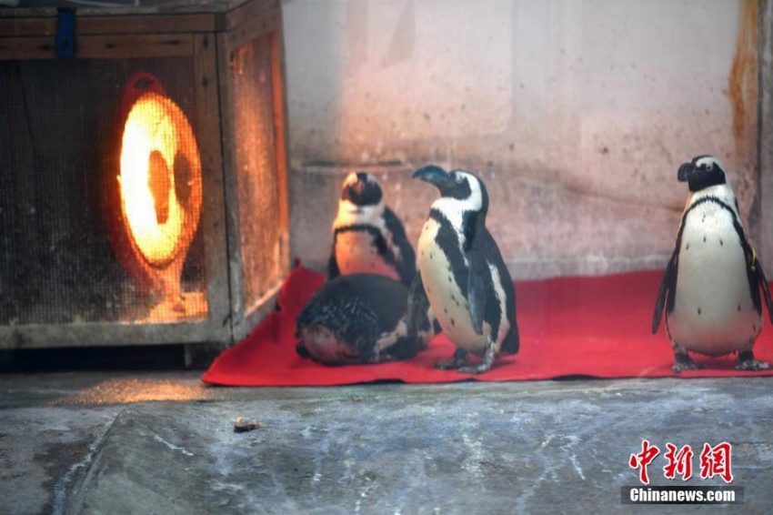 成都動物園が動物たちの寒さ対策に暖房設備　四川省