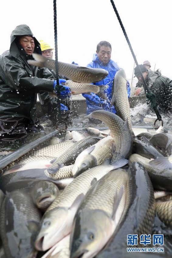 冬の漁獲ピーク迎えた江蘇省クイ県