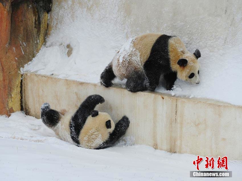 長春で降雪　雪の中ではしゃぐジャイアントパンダ