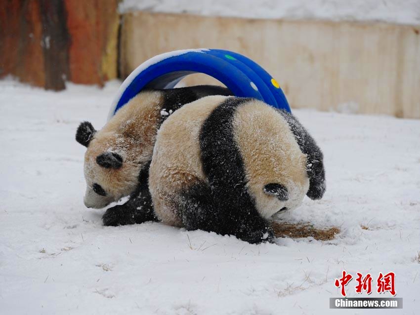 長春で降雪　雪の中ではしゃぐジャイアントパンダ