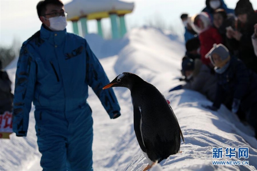 「氷の都市」ハルピンで雪と戯れる可愛いペンギン　黒竜江省