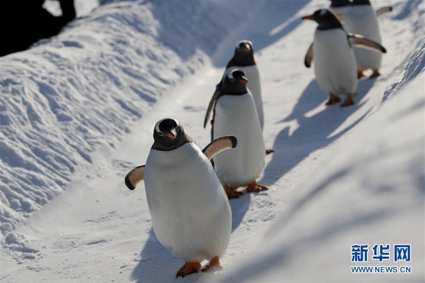 「氷の都市」ハルピンで雪と戯れる可愛いペンギン　黒竜江省