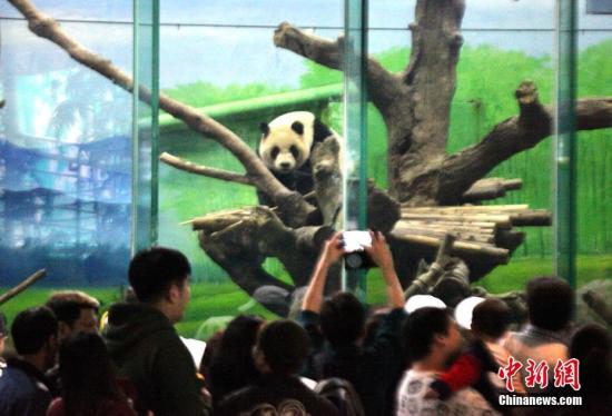 台北動物園のパンダ「団団」に感染予防のための歯の被せ物
