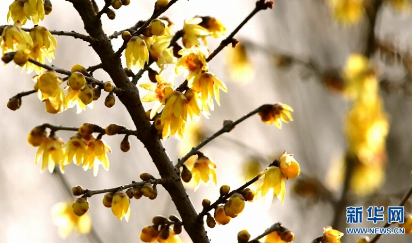 ロウバイが咲き、さえずる小鳥たち　河南省