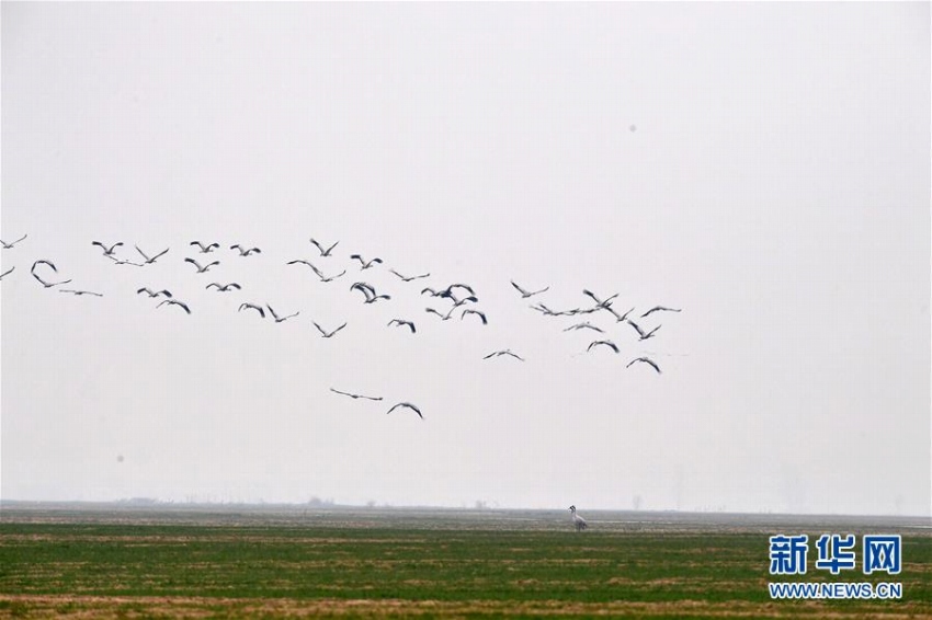 河南省黄河湿地に集まる無数の渡り鳥