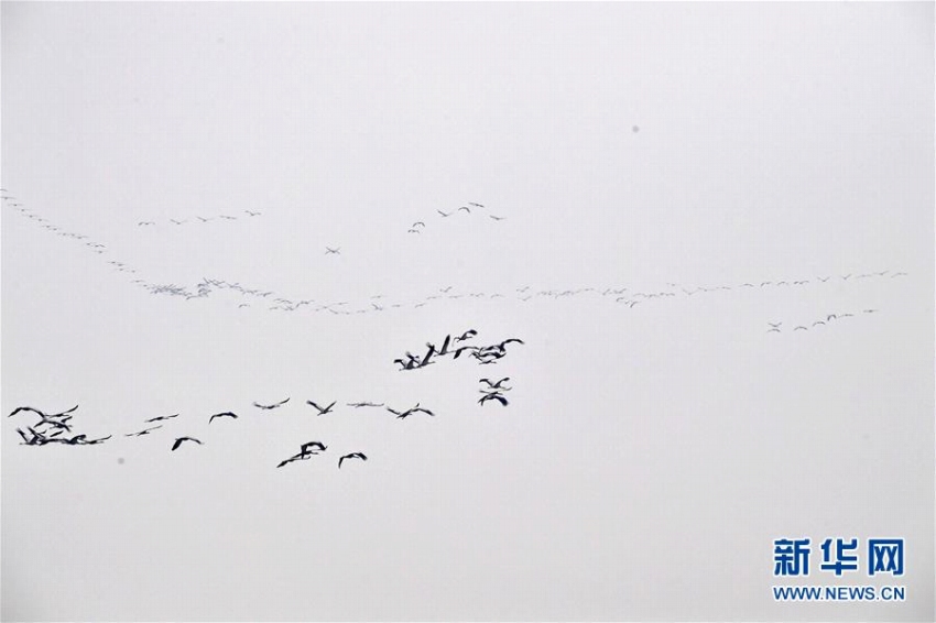 河南省黄河湿地に集まる無数の渡り鳥