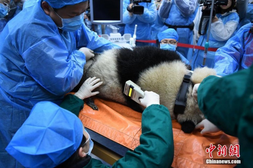 パンダの琴心と小核桃、野生化に向けて最後の健康診断