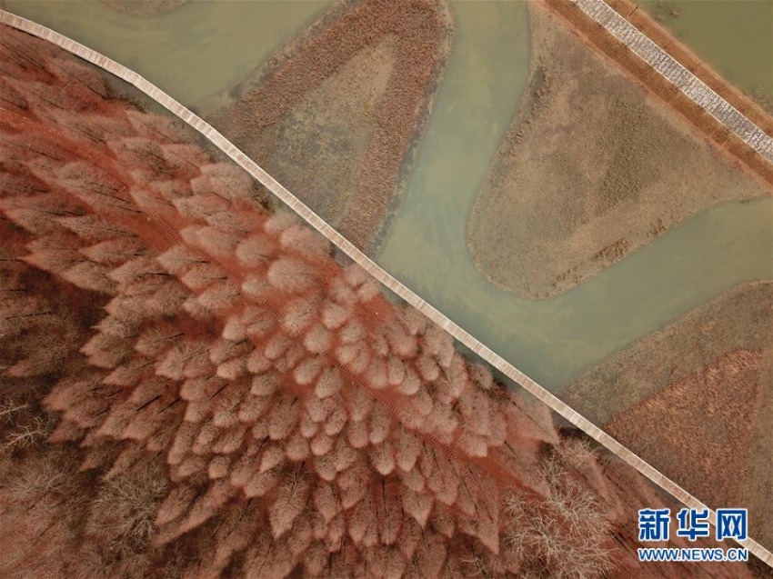 連なる木々が作り上げた洪沢湖ダムの絶景　江蘇省