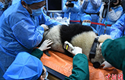 パンダの琴心と小核桃、野生化に向けて最後の健康診断