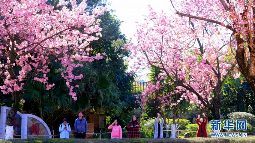 冬の昆明市をロマンチックなピンクに染める「冬桜大道」