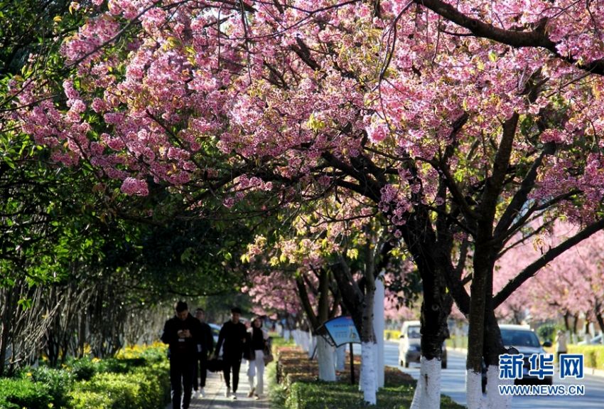 冬の昆明市をロマンチックなピンクに染める「冬桜大道」