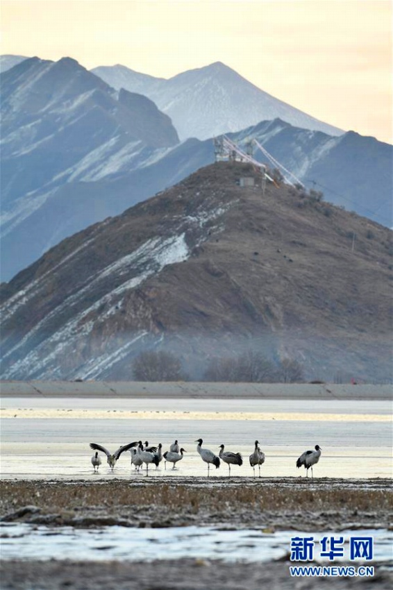オグロヅルたちの冬の住処　チベット