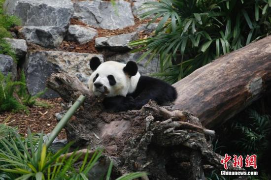 中国のパンダがカルガリー動物園の新たな収入源に、来園者数記録を更新