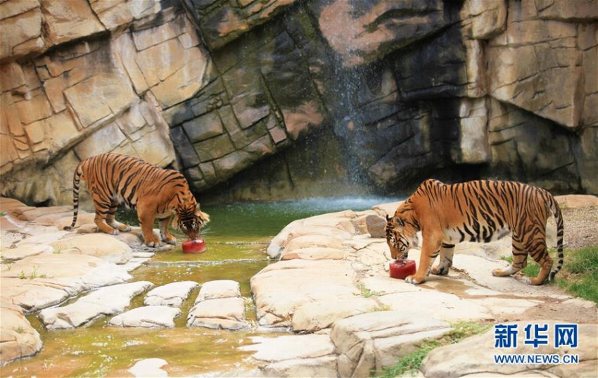 熱波襲来の豪　動物園の動物たちはアイスなどを食べて暑さしのぐ