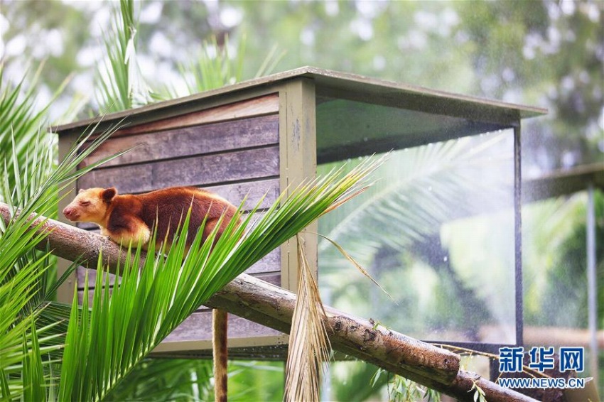 熱波襲来の豪　動物園の動物たちはアイスなどを食べて暑さしのぐ