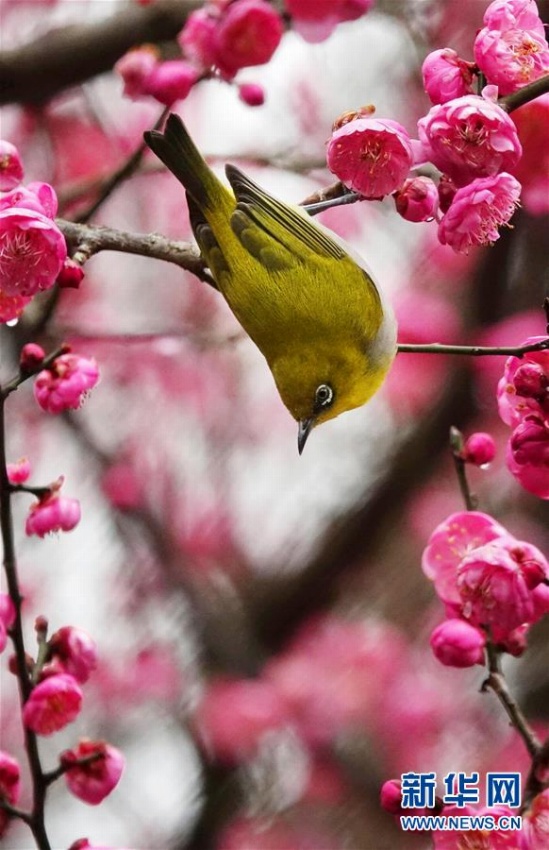 満開の梅の花に誘われた小鳥　貴陽市