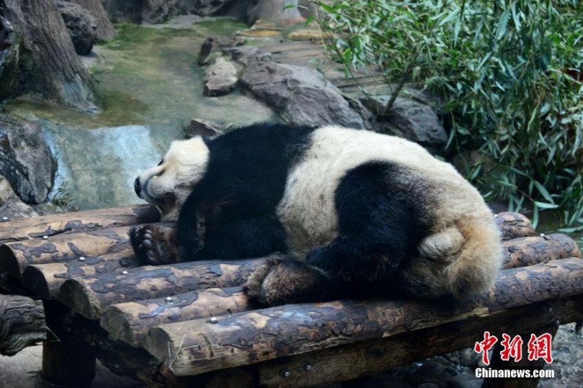 寒空の北京でもパンダは室内でぬくぬく昼寝　あられもない寝相に思わず笑い