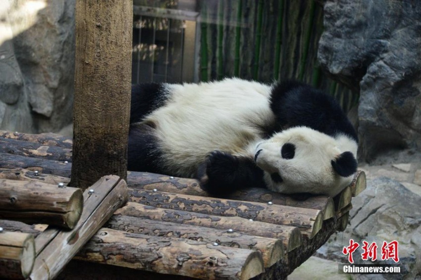 寒空の北京でもパンダは室内でぬくぬく昼寝　あられもない寝相に思わず笑い