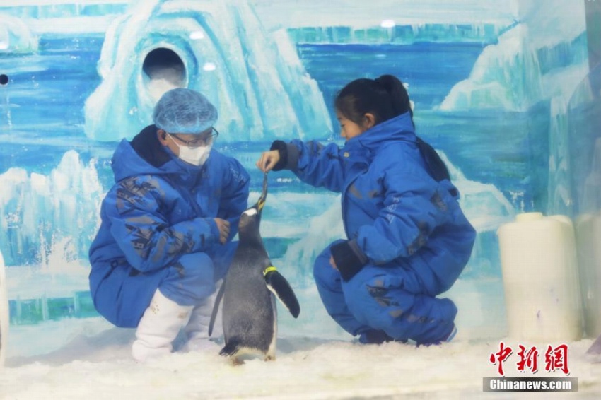 ハルビン極地館にリニューアルオープンしたペンギンレストラン