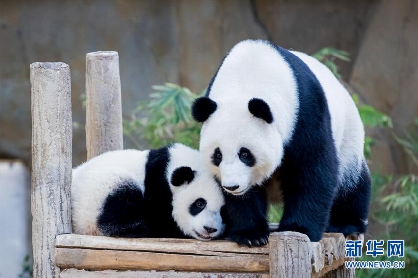 マレーシア国立動物園生まれのパンダの赤ちゃんが1歳の誕生日